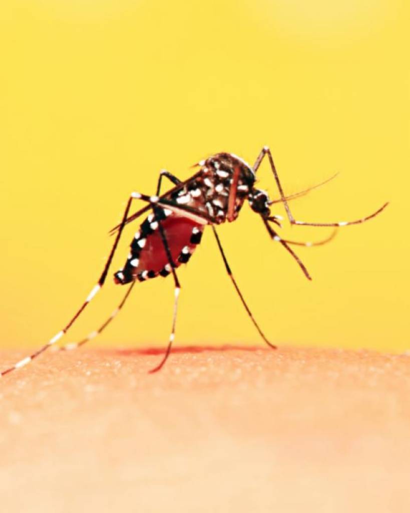 RD en alerta: confirman casos de chikungunya importados desde Cuba y recomiendan máxima vigilancia