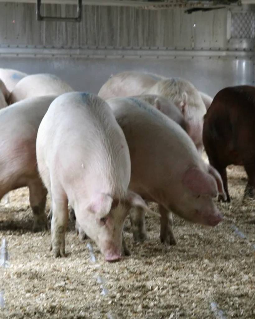 Producción porcina crecerá en RD, pero las importaciones seguirán siendo clave, advierte agricultura