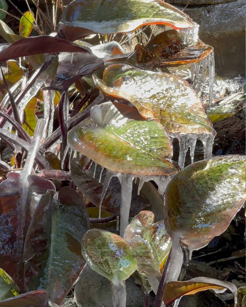 ¡Florida bajo cero! El Árbol de la Vida de Animal Kingdom de Disney World se congela en una ola polar histórica