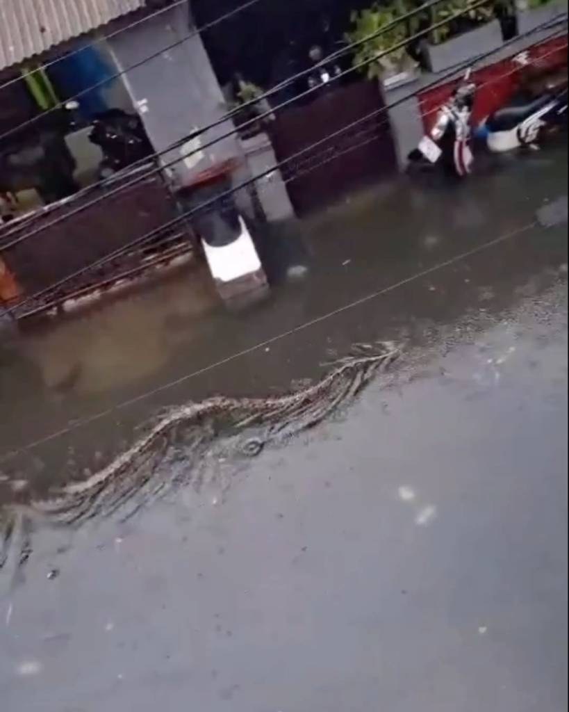 Pitones gigantes de 5 metros invaden las calles inundadas de Bali