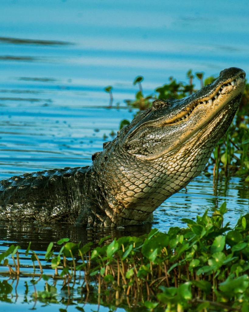 Defensa Civil confirma escape de cocodrilo cerca de playa Cabarete