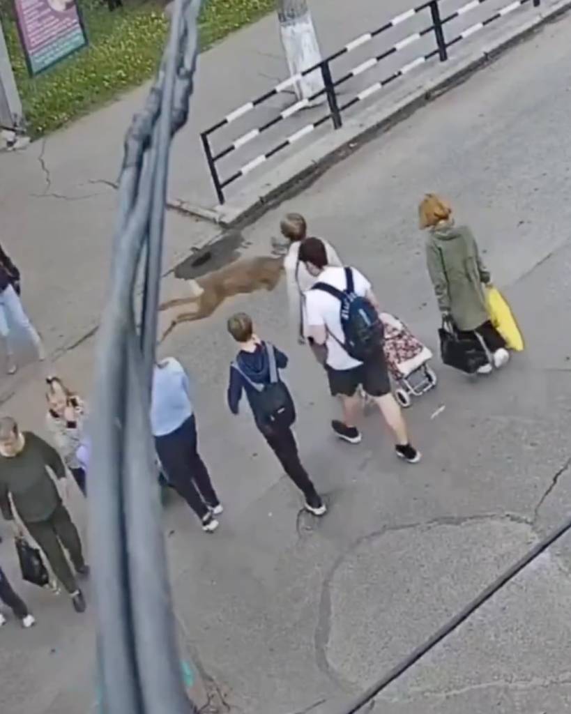 Un ciervo derriba y noquea a una mujer en pleno paso peatonal de Ucrania: el video viral que conmociona al mundo