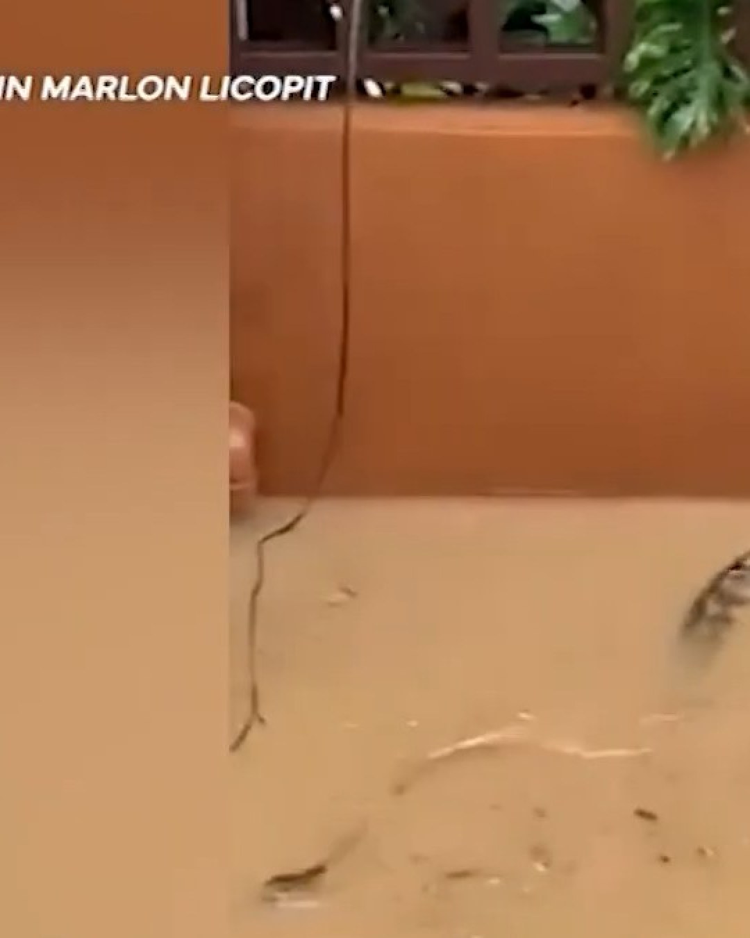 Gran pitón nada en medio de profundas inundaciones en Filipinas y asusta a residentes